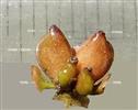  Pistils Drupes and Tepals